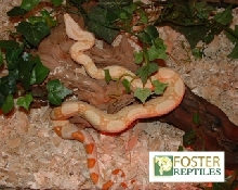 Albino Boa