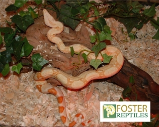 Albino Boa