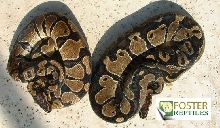 Snakekeeper Piebald Hets