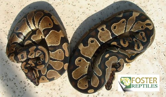 Snakekeeper Piebald Hets