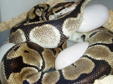 Normal Ball Laying Spider Eggs