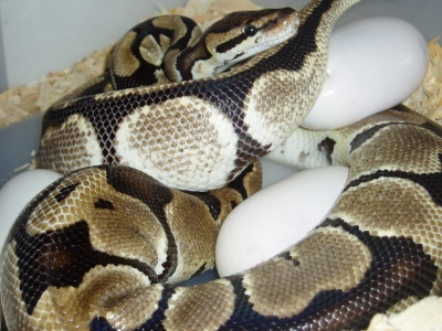 Normal Ball Laying Spider Eggs