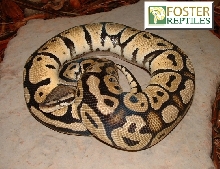 Male Pastel