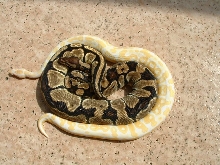 Albino & Het Sunning Poolside
