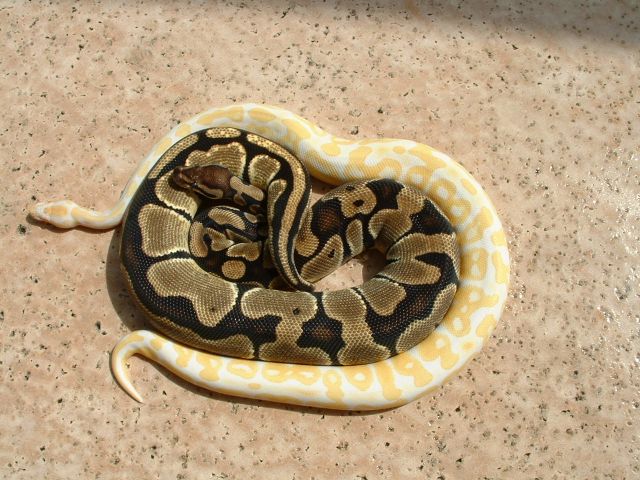Albino & Het Sunning Poolside