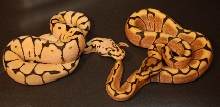 yellow belly crosses
