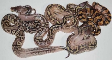 calicrosses