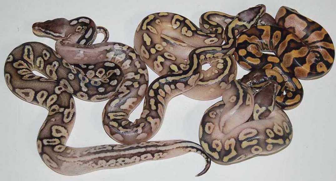 calicrosses