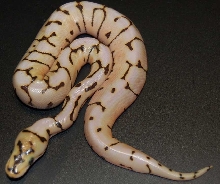 Desert Spider