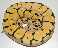 bumblebelly
