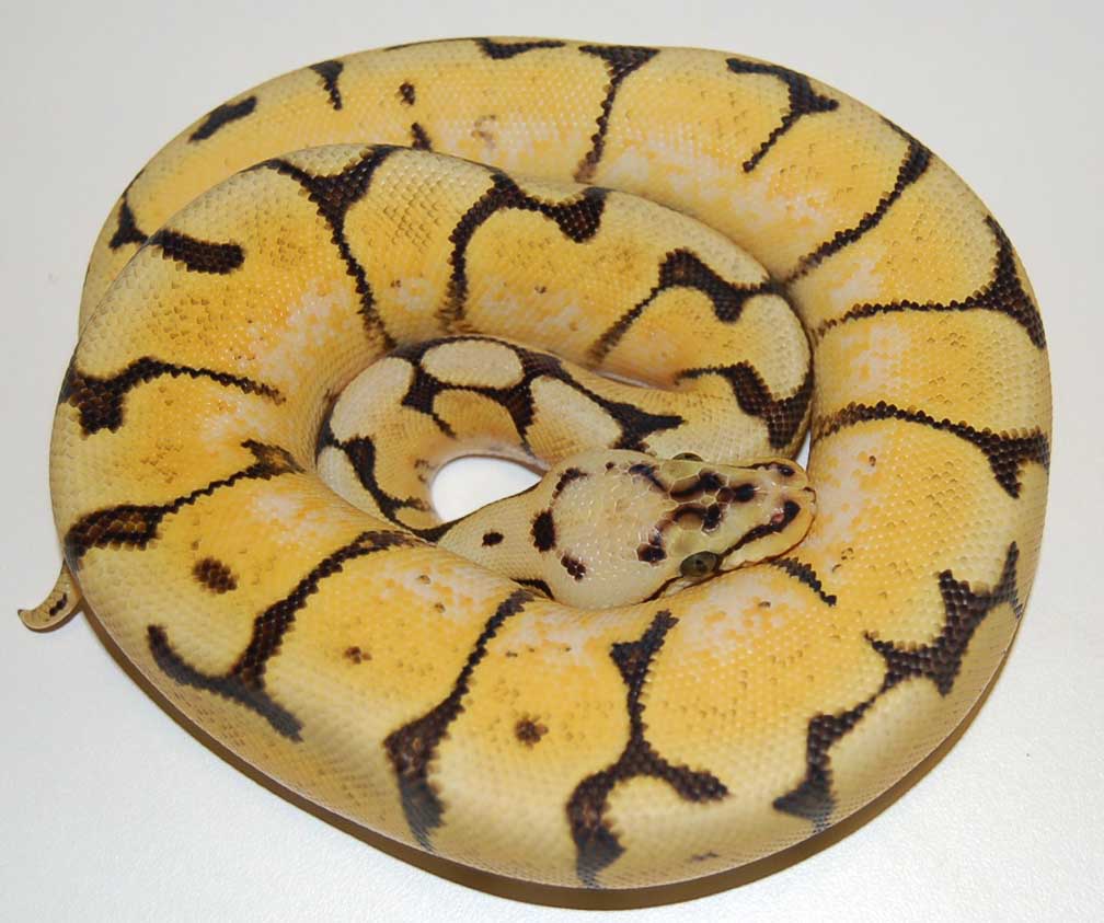 bumblebelly