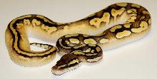 patavecali