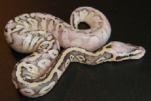super pastel calico