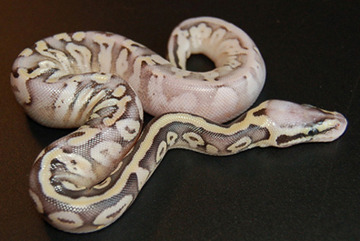 super pastel calico