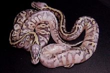 super pastel calico