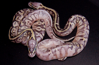super pastel calico