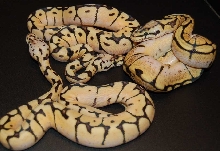 bbyb comparison