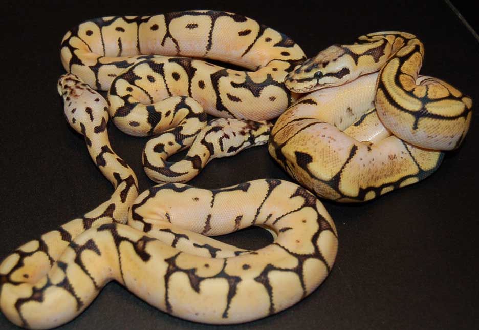 bbyb comparison