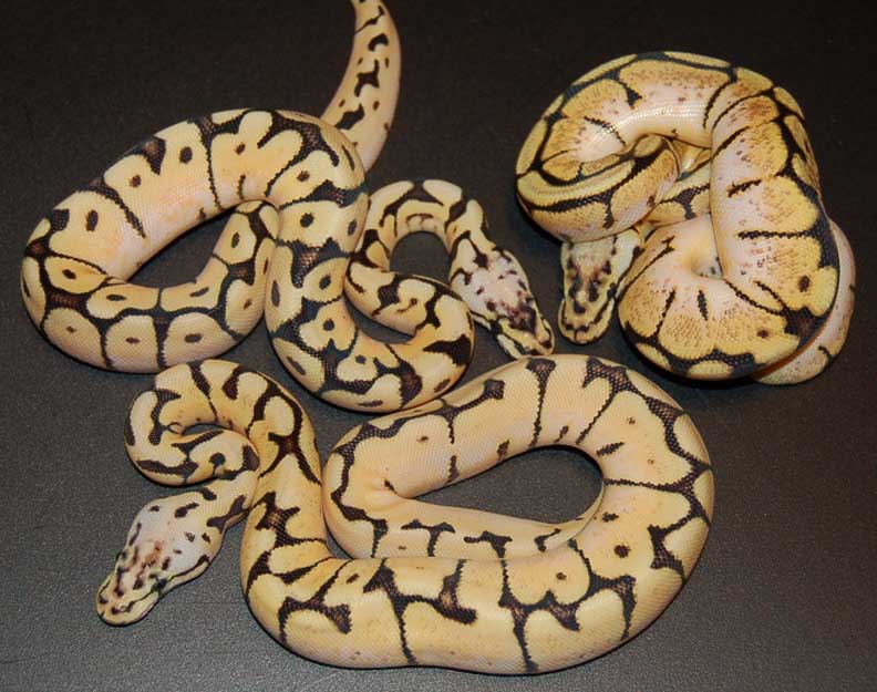 bbyb comparison2