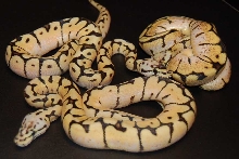 bbyb comparison3