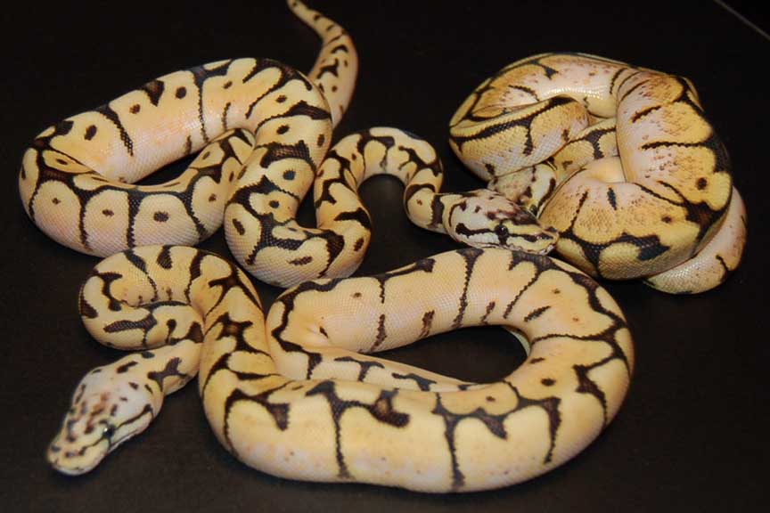 bbyb comparison3