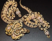 bbyb comparison5