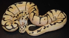 bumble bee yb1