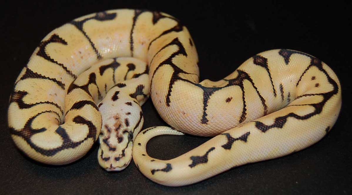 bumble bee yb1