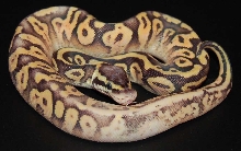 super pastel calico