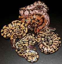 desertcl