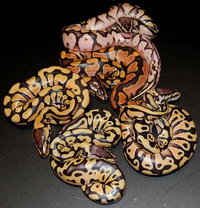 desertcl