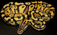 desertpastel