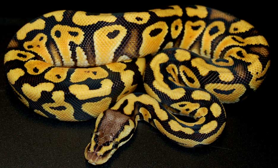 desertpastel
