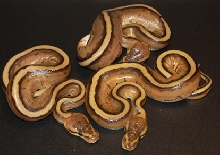 genetic stripes
