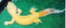 Hypo Tang