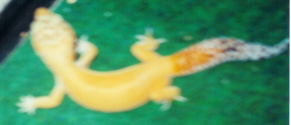 Hypo Tang