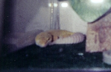 Zander