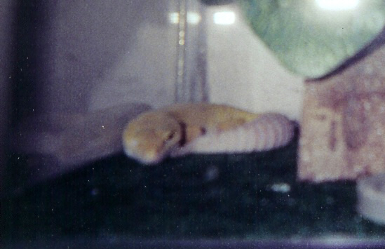 Zander