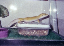 Zander 2