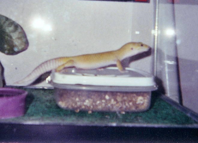 Zander 2