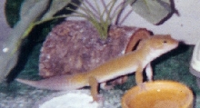 Zander 3