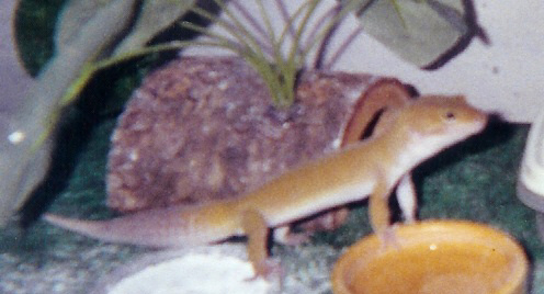 Zander 3