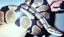 Henrietta