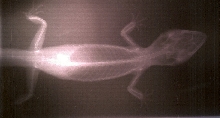 XRay