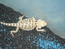 babydragons foe sale