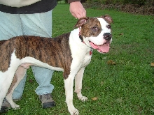 Sampson, our APBT