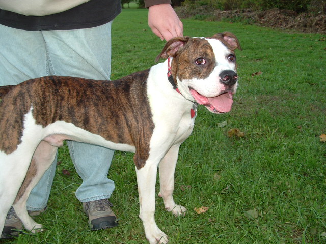 Sampson, our APBT