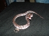 Piebald Black Pine 1 Female