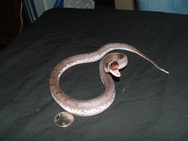 Piebald Black Pine 1 Female