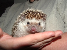Tweak the Hedgehog